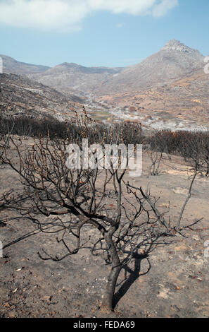 Feuer beschädigt Landschaft, Table Mountain National Park, Südafrika Stockfoto