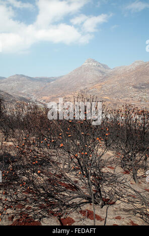 Feuer beschädigt Landschaft Table Mountain National Park, Kapstadt, Südafrika Stockfoto