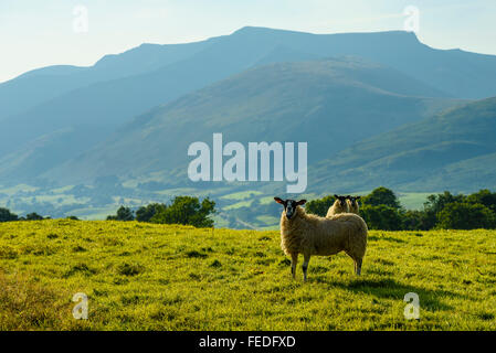 Schafe und Blencathra (auch genannt Saddleback) im englischen Lake District Stockfoto