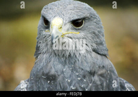 Chilenische Blue Eagle Geranoaetus Melanoleucus Australis, auch bekannt als Western schwarz Oberkörper Bussard Adler, schwarz & weißen Falken Adler Stockfoto