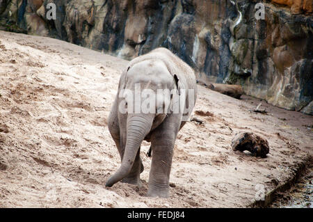 Baby-asiatischen Elefanten Wandern - in Gefangenschaft (im Zoo-Gehäuse) Stockfoto