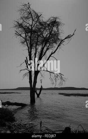 Ein Baum am Rande eines Sees in schwarz und weiß. Stockfoto