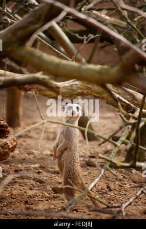 Einsamer Erdmännchen stehend Aufmerksamkeit aufrecht auf den Hinterbeinen Stockfoto