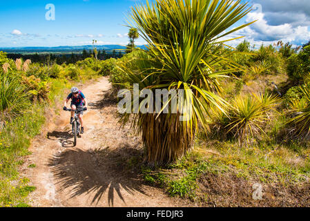 Mountainbiker auf dem Holz-Trail im Pureora Wald Park Nordinsel Neuseeland Stockfoto