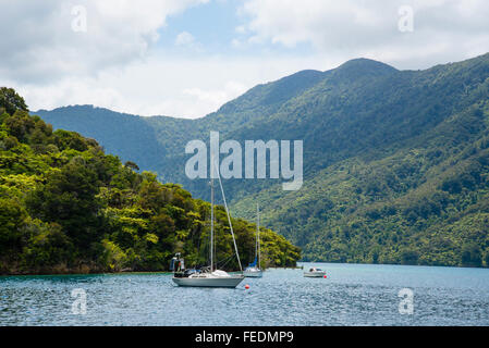 Boote an Punga Cove Endeavour Inlet Marlborough Sounds in Neuseeland Stockfoto