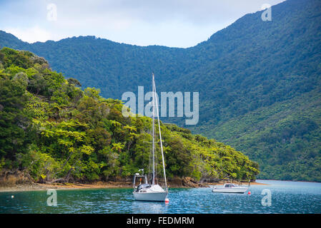 Boote an Punga Cove Endeavour Inlet Marlborough Sounds in Neuseeland Stockfoto