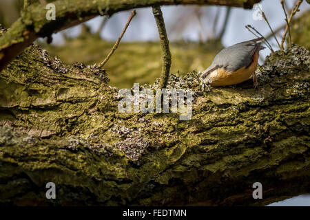 Kleiber, Eintauchen in die Rinde von einem Ast für Lebensmittel in Yorkshire Sunshine - Burley in Wharfedale, UK Stockfoto