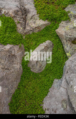 Partridgefoot, Lutkea Pectinata, wächst unter den alpinen Tundra Felsen in der Nähe von Sholes Gletscher am Mount Baker, Washington State, USA Stockfoto