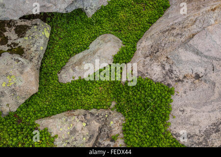 Partridgefoot, Lutkea Pectinata, wächst unter den alpinen Tundra Felsen in der Nähe von Sholes Gletscher am Mount Baker, Washington State, USA Stockfoto