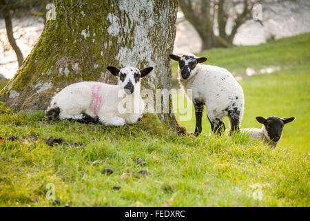 Junge Welsh Speckle konfrontiert Frühjahr Lämmer entspannend auf dem grasbewachsenen Baum bedeckt Hügel Weg von ihrer Mutter. Stockfoto