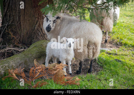 Welsh speckle Gesicht Ewe und ihren neugeborenen Lamm am Frühling Hügel grasige Ufer. Stockfoto