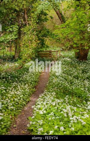 Ein gut ausgetretenen Pfad durch den Wald hat große Banken Knoblauch Beduftung Bärlauch-Pflanzen in voller Blüte führt zu einem Tor, küssen. Stockfoto