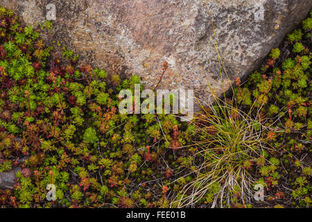 Partridgefoot, Lutkea Pectinata, wächst unter den Felsen in der Nähe von Sholes Gletscher am Mount Baker, Mount Baker – Snoqualmie National Forest Stockfoto