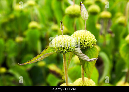 Die grüne Seedhead Saatgut Kopf von Jerusalem Salbei (Phlomis Russeliana) Stockfoto