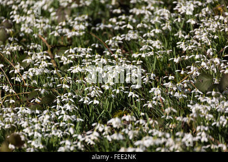 Teppich aus gemeinsamen Schneeglöckchen (Galanthus Nivalis) Köpfe verneigte sich in der Sonne am Rande des Holzes Stockfoto