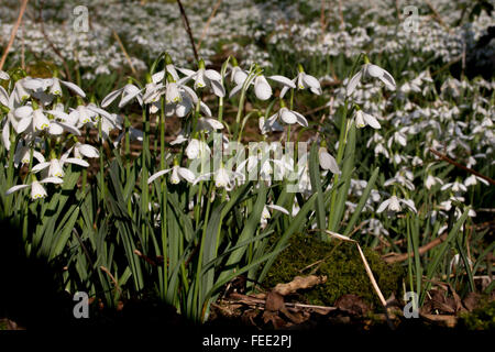 Teppich von gemeinsamen Schneeglöckchen (Galanthus Nivalis) am Rande des Holzes Stockfoto