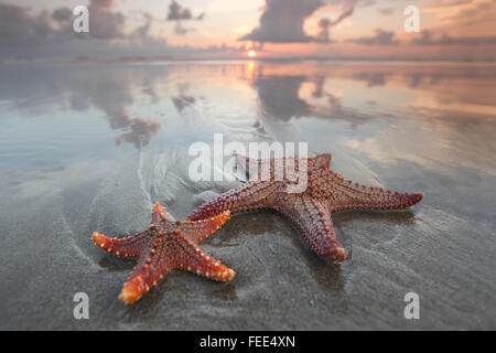 Zwei Seesterne am Sommerstrand bei Sonnenaufgang Stockfoto