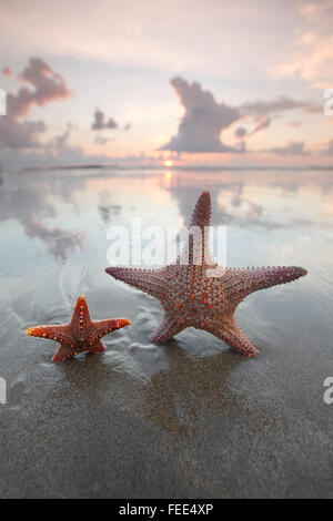 Zwei Seesterne am Sommerstrand bei Sonnenaufgang Stockfoto