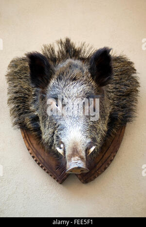 Ausgestopften Wildschwein Kopf montiert Stockfoto