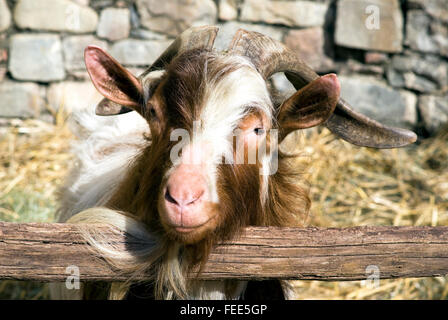 Ziegenbock mit big horn Stockfoto