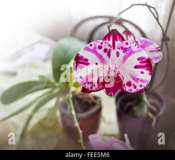 Stilleben, Nahaufnahme von schöne Orchidee Blume mit gesprenkelten lila und weißen Farben im Innenraum mit unscharfen Hintergrund Stockfoto