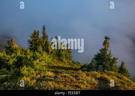 Dramatische Abendlicht auf Bäumen auf Ptarmigan Ridge, Mount Baker – Snoqualmie National Forest, Washington State, USA Stockfoto