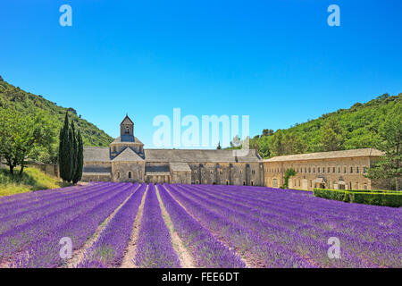 Abtei von Senanque und blühenden Zeilen Lavendel Blumen. Gordes, Luberon, Vaucluse, Provence, Frankreich, Europa. Stockfoto