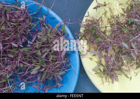 Closeup, frischen jungen Amaranth Blätter Stockfoto