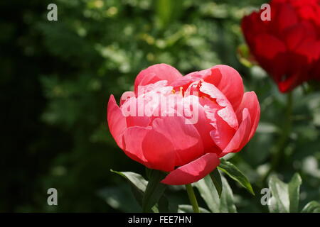 Paeonia Lactiflora Coral Magie Stockfoto