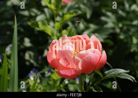 Paeonia Lactiflora Coral Charme Stockfoto