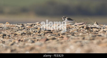 Flussregenpfeifer Regenpfeifer bei Flut Roost auf Carse Bay Schindel Grat, Carsethorn, Dumfries und Galloway, UK Stockfoto