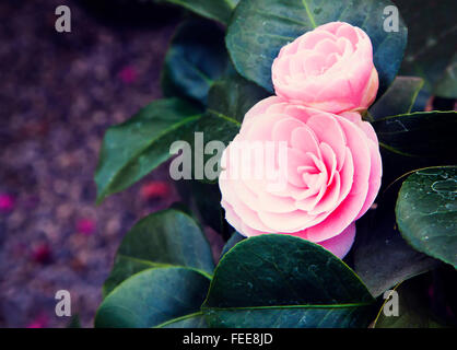 Doppelte rosa Kamelie, funky Blütenpracht Stockfoto