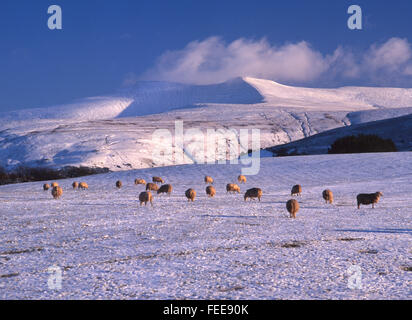 Schafherde in schneebedeckten Feld in Brecon Beacons mit Pen y Fan und Mais Du im Hintergrund Brecon Beacons Powys South Wales UK Stockfoto