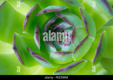 Nahaufnahme einer Sempervivum Hauswurz oder Rosette genannt. Stockfoto