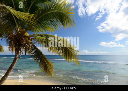 Tropischen Szene von klarem Wasser und Palme Strand. Patillas, Puerto Rico. Karibik-Insel. US-Territorium. Stockfoto