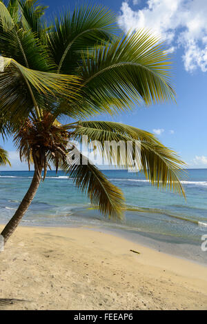 Tropischen Szene von klarem Wasser und Palme Strand. Patillas, Puerto Rico. Karibik-Insel. US-Territorium. Stockfoto