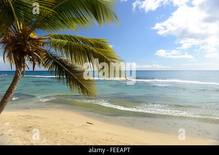 Tropischen Szene von klarem Wasser und Palme Strand. Patillas, Puerto Rico. Karibik-Insel. US-Territorium. Stockfoto