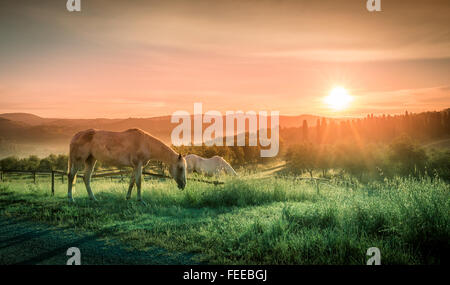 Wildpferde und Sonnenaufgang über toskanische Landschaft Stockfoto