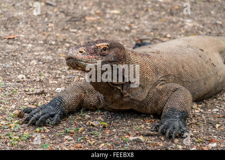 Komodo-Waran oder Monitor (Varanus Komodoensis), Nationalpark Komodo, Rinca Island, kleinen Sunda-Inseln, Indonesien Stockfoto