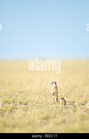 Erdmännchen auf open Veld in Botswana Stockfoto