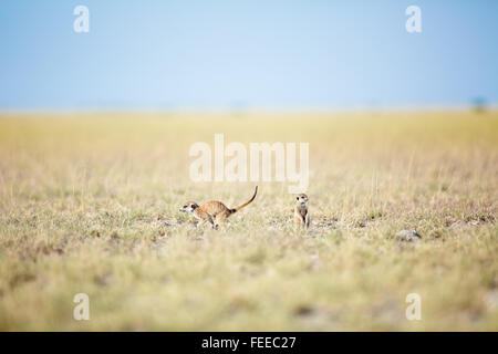 Erdmännchen auf open Veld in Botswana Stockfoto