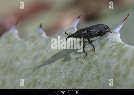 Ein kleiner schwarze Käfer checkt seinen Schatten während thront auf einer Agave-Blatt Stockfoto