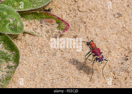 Eine schöne große Sand Sandlaufkäfer, Cicindela Formosa, auf einem sandigen Pfad in Texas Stockfoto