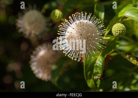 Eine blühende Buttonbush, Cephalanthus Occidentalis mit kugelförmigen weißen Blüten Stockfoto