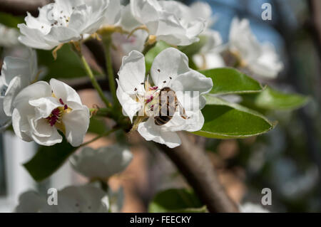 Flog Biene auf Blüte Apple Ast mit Blüten Stockfoto