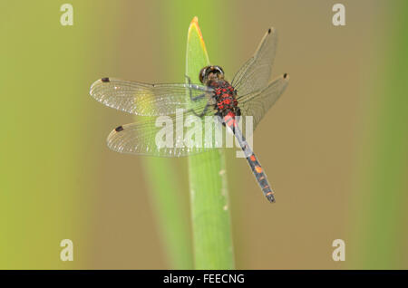 White-faced Darter Leucorrhinia dubia Stockfoto