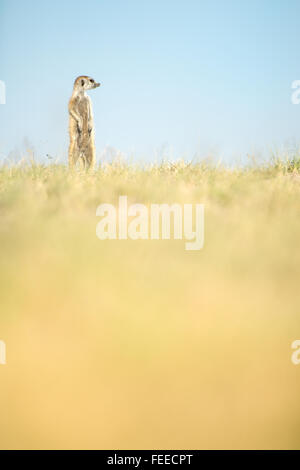 Erdmännchen auf open Veld in Botswana Stockfoto