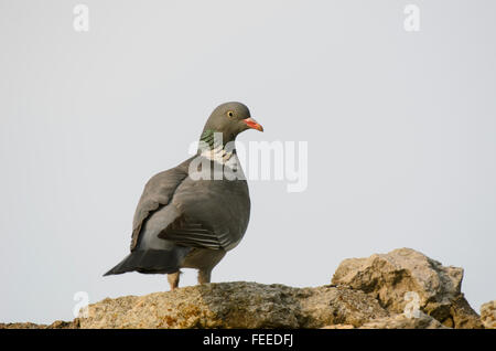 Woodpigeon Columba Palumbus stehend auf einer Steinmauer Stockfoto