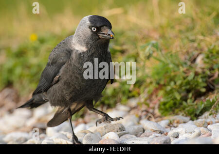 Western Dohle Corvus Monedula Fütterung Stockfoto