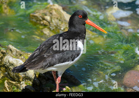 Erwachsenen eurasischen Austernfischer Haematopus Ostralegus stehend auf einem Felsen Stockfoto